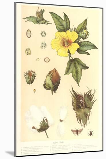 Botany of the Cotton Plant-null-Mounted Art Print