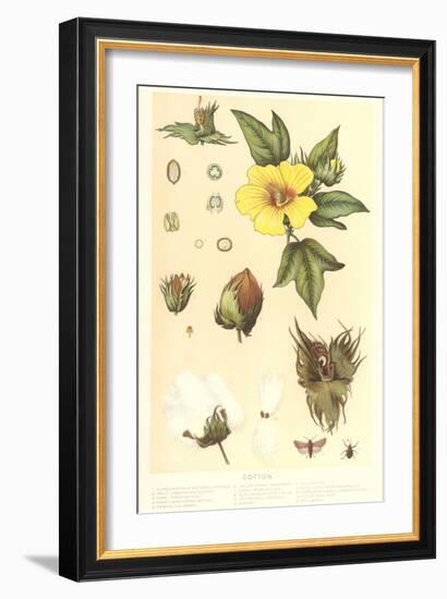Botany of the Cotton Plant-null-Framed Art Print