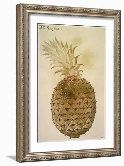 Botany: Pineapple, 1585-John White-Framed Giclee Print