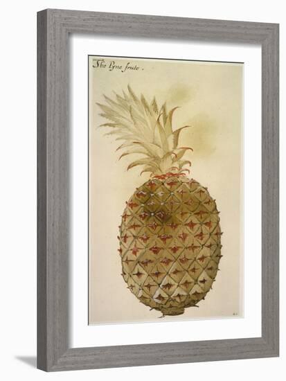 Botany: Pineapple, 1585-John White-Framed Giclee Print