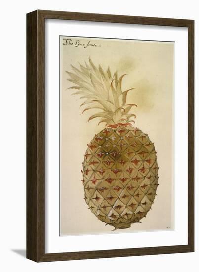 Botany: Pineapple, 1585-John White-Framed Giclee Print