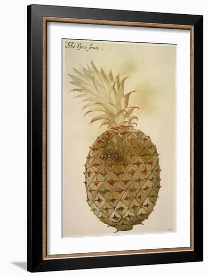 Botany: Pineapple, 1585-John White-Framed Giclee Print