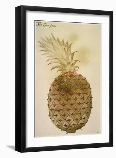 Botany: Pineapple, 1585-John White-Framed Giclee Print