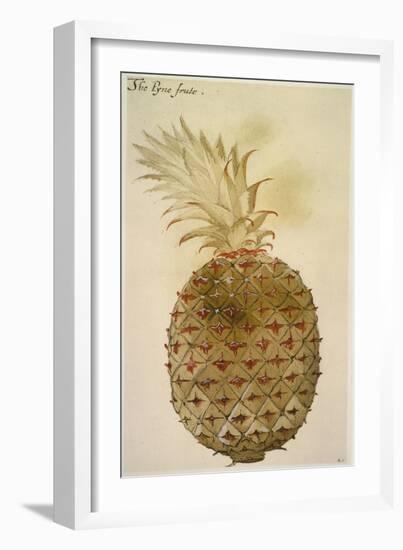 Botany: Pineapple, 1585-John White-Framed Giclee Print