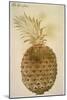 Botany: Pineapple, 1585-John White-Mounted Giclee Print