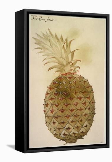 Botany: Pineapple, 1585-John White-Framed Premier Image Canvas