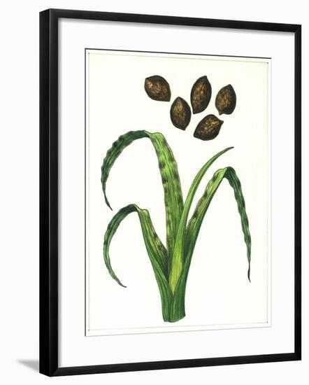 Botany, Poaceae or True Grasses, Wheat Damaged by the Wheat Gall Nematode Anguina Tritici-null-Framed Giclee Print