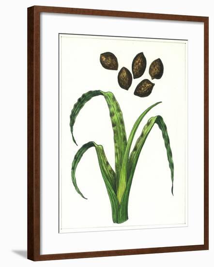 Botany, Poaceae or True Grasses, Wheat Damaged by the Wheat Gall Nematode Anguina Tritici-null-Framed Giclee Print