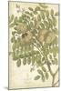 Botany Sketchbook I-Maria Mendez-Mounted Giclee Print