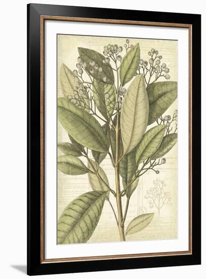 Botany Sketchbook II-Maria Mendez-Framed Giclee Print