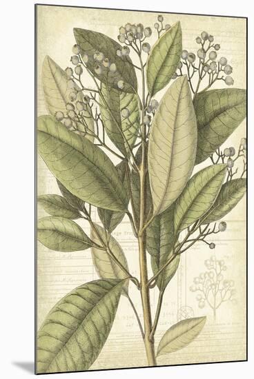 Botany Sketchbook II-Maria Mendez-Mounted Giclee Print