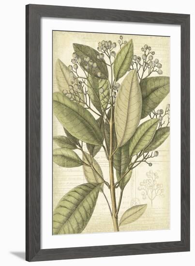 Botany Sketchbook II-Maria Mendez-Framed Giclee Print