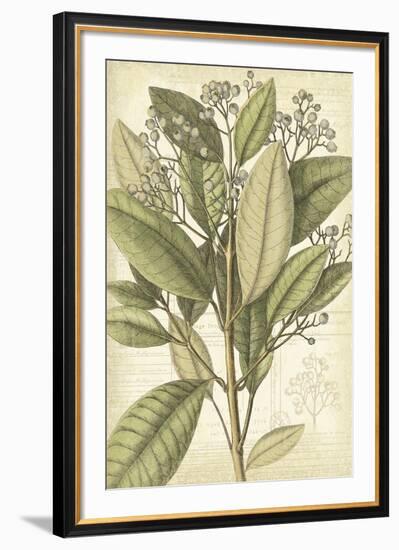 Botany Sketchbook II-Maria Mendez-Framed Giclee Print