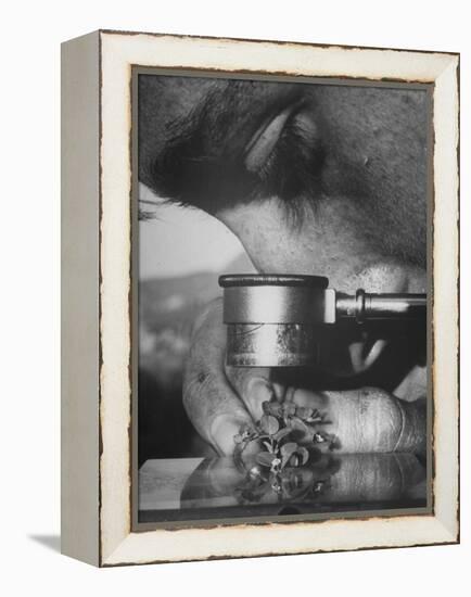 Botany Student Looking at a Flower Through a Microscope-Loomis Dean-Framed Premier Image Canvas