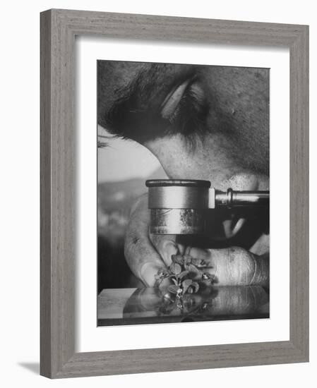 Botany Student Looking at a Flower Through a Microscope-Loomis Dean-Framed Photographic Print