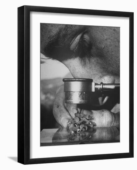 Botany Student Looking at a Flower Through a Microscope-Loomis Dean-Framed Photographic Print