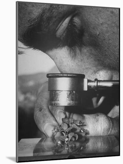 Botany Student Looking at a Flower Through a Microscope-Loomis Dean-Mounted Photographic Print