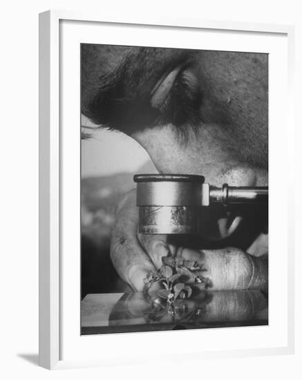 Botany Student Looking at a Flower Through a Microscope-Loomis Dean-Framed Photographic Print