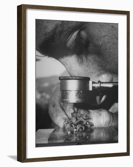 Botany Student Looking at a Flower Through a Microscope-Loomis Dean-Framed Photographic Print