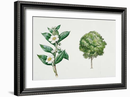 Botany, Theaceae, Tea Plant Camellia Sinensis with Flowers and Leaves-null-Framed Giclee Print