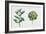 Botany, Theaceae, Tea Plant Camellia Sinensis with Flowers and Leaves-null-Framed Giclee Print