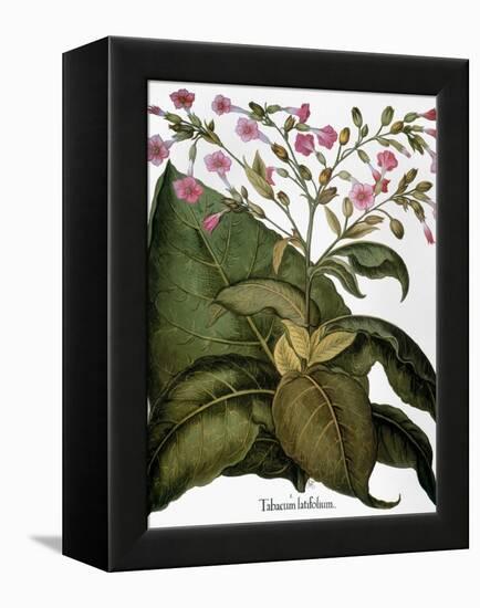 Botany: Tobacco Plant-Besler Basilius-Framed Premier Image Canvas