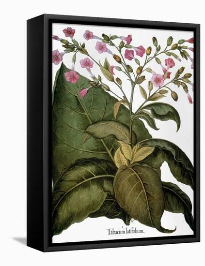Botany: Tobacco Plant-Besler Basilius-Framed Premier Image Canvas