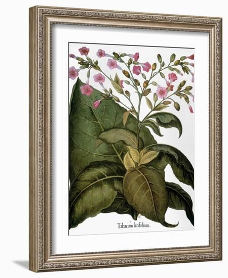 Botany: Tobacco Plant-Besler Basilius-Framed Giclee Print