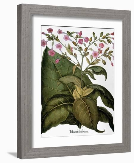 Botany: Tobacco Plant-Besler Basilius-Framed Giclee Print