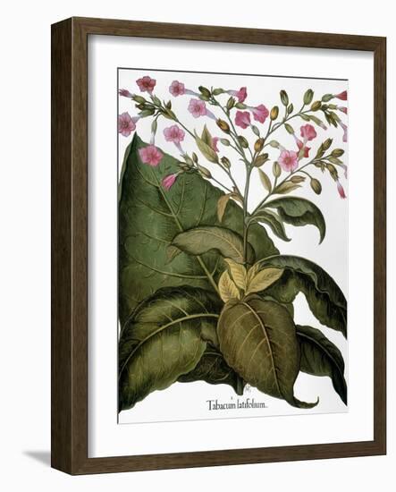 Botany: Tobacco Plant-Besler Basilius-Framed Giclee Print