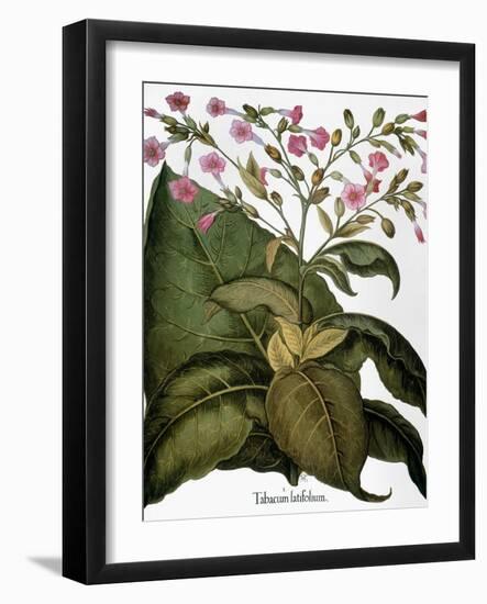 Botany: Tobacco Plant-Besler Basilius-Framed Giclee Print