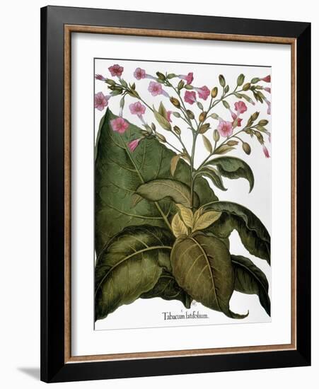 Botany: Tobacco Plant-Besler Basilius-Framed Giclee Print