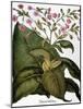 Botany: Tobacco Plant-Besler Basilius-Mounted Giclee Print