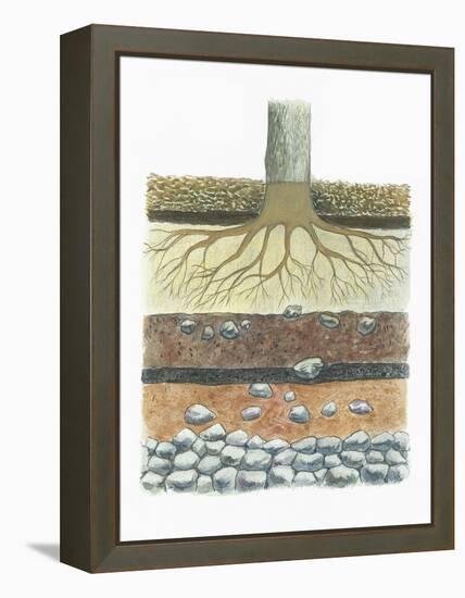 Botany, Tree Roots in Podzol Soil, Typical of Conifer Forests, Cross Section-null-Framed Premier Image Canvas