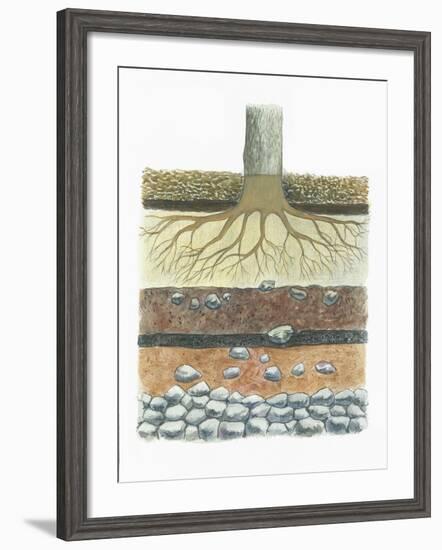 Botany, Tree Roots in Podzol Soil, Typical of Conifer Forests, Cross Section-null-Framed Giclee Print