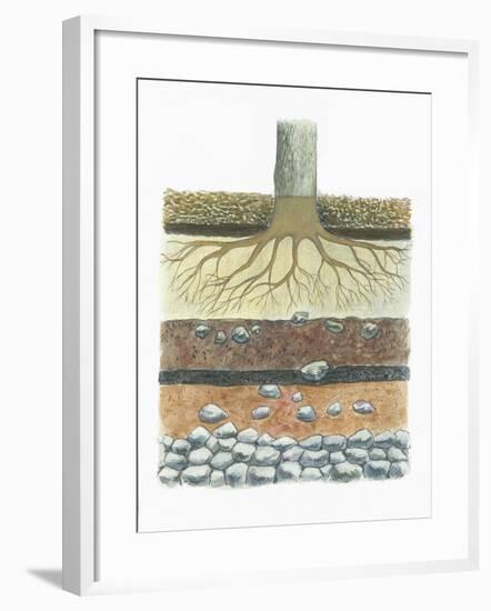 Botany, Tree Roots in Podzol Soil, Typical of Conifer Forests, Cross Section-null-Framed Giclee Print