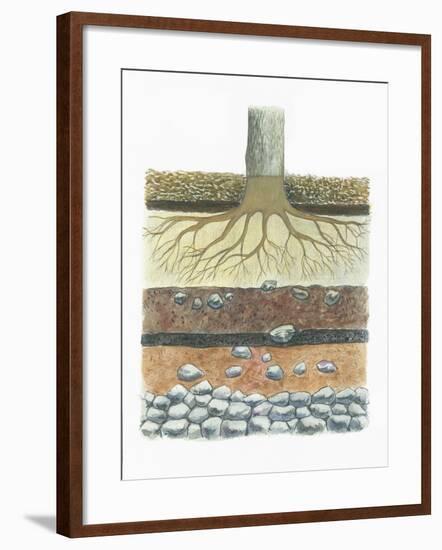 Botany, Tree Roots in Podzol Soil, Typical of Conifer Forests, Cross Section-null-Framed Giclee Print