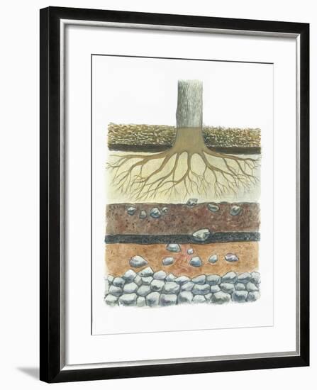 Botany, Tree Roots in Podzol Soil, Typical of Conifer Forests, Cross Section-null-Framed Giclee Print