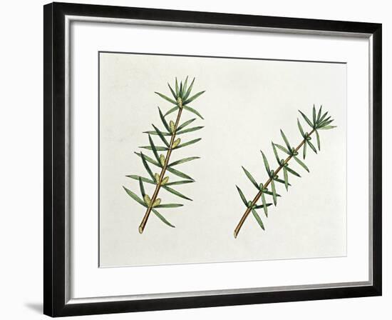Botany, Trees, Cupressaceae, Male and Female Inflorescences of Common Juniper Juniperus Communis-null-Framed Giclee Print