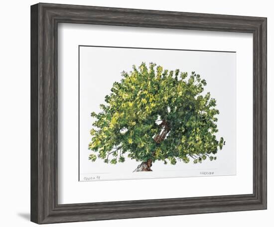 Botany, Trees, Fabaceae, Carob Tree or St John's Bread Ceratonia Siliqua-null-Framed Giclee Print