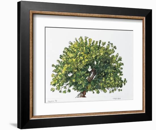 Botany, Trees, Fabaceae, Carob Tree or St John's Bread Ceratonia Siliqua-null-Framed Giclee Print