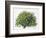 Botany, Trees, Fabaceae, Carob Tree or St John's Bread Ceratonia Siliqua-null-Framed Giclee Print