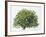 Botany, Trees, Fabaceae, Carob Tree or St John's Bread Ceratonia Siliqua-null-Framed Giclee Print