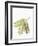 Botany, Trees, Fabaceae, Leaves and Fruits of Robinia Robinia Pseudoacacia-null-Framed Giclee Print