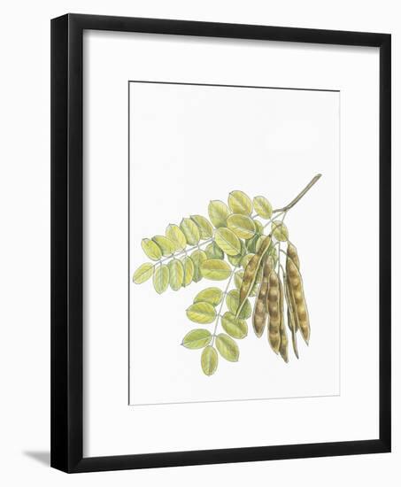 Botany, Trees, Fabaceae, Leaves and Fruits of Robinia Robinia Pseudoacacia-null-Framed Giclee Print