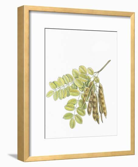 Botany, Trees, Fabaceae, Leaves and Fruits of Robinia Robinia Pseudoacacia-null-Framed Giclee Print