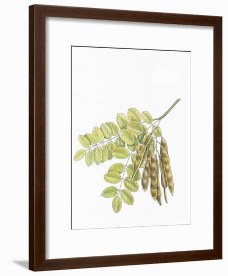 Botany, Trees, Fabaceae, Leaves and Fruits of Robinia Robinia Pseudoacacia-null-Framed Giclee Print