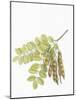 Botany, Trees, Fabaceae, Leaves and Fruits of Robinia Robinia Pseudoacacia-null-Mounted Giclee Print