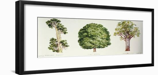 Botany, Trees, Pahautea Libocedrus Bidwillii, Mangeao Litsea Calicaris and Kauri Agathis Australis-null-Framed Giclee Print