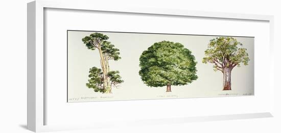 Botany, Trees, Pahautea Libocedrus Bidwillii, Mangeao Litsea Calicaris and Kauri Agathis Australis-null-Framed Giclee Print